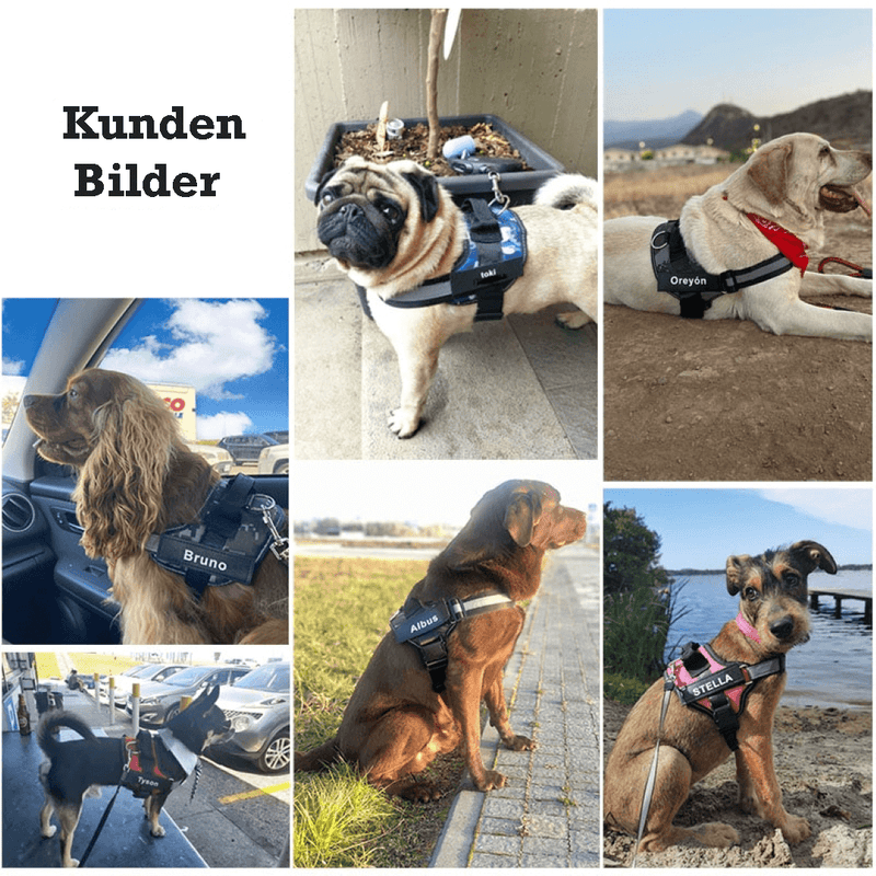Trisaro DOGWALK - Sicherheit und Komfort für deinen Vierbeiner