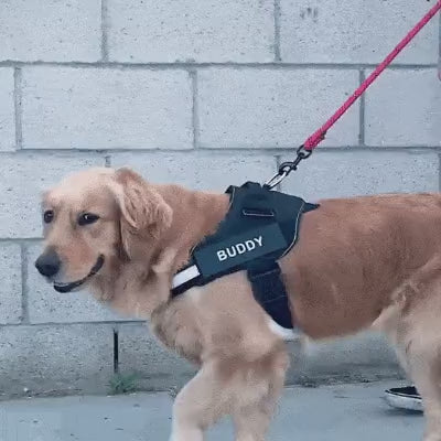 Trisaro DOGWALK - Sicherheit und Komfort für deinen Vierbeiner
